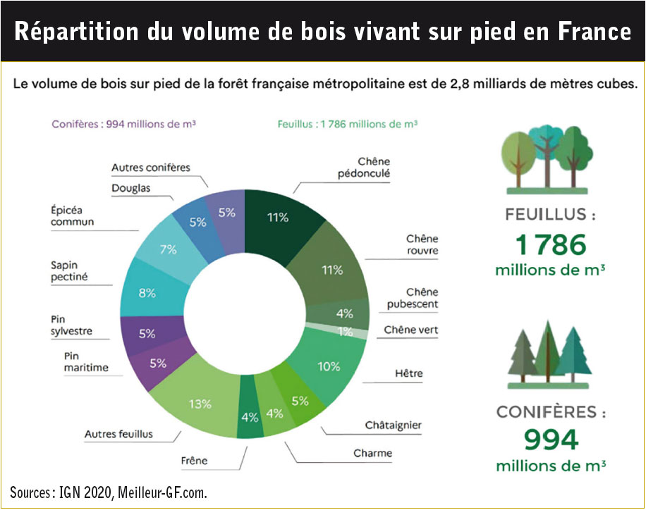 Comment investir dans la forêt 05